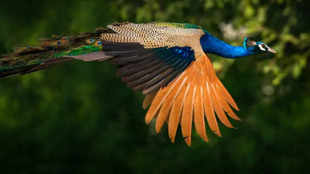  Indian Peacock
