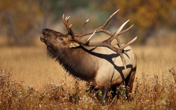 Animal Deer HD Wallpaper | Background Image