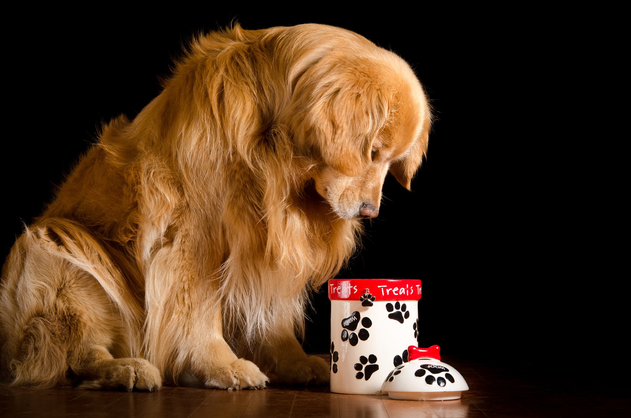 Artistic Retriever Dog Food View Collection Artistic Retriever Dog Food View Collection