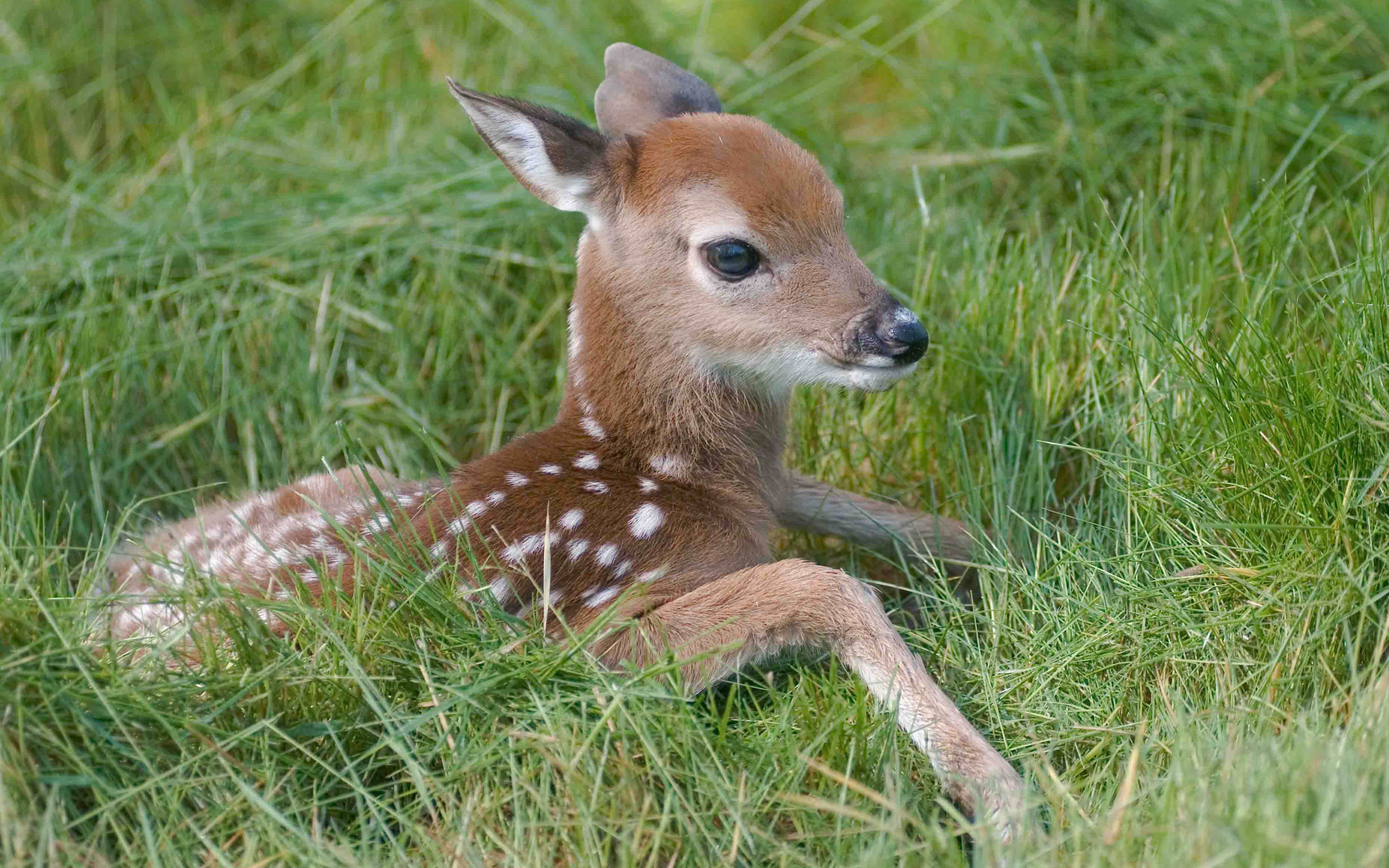 Download Grass Cute Fawn Animal Deer HD Wallpaper