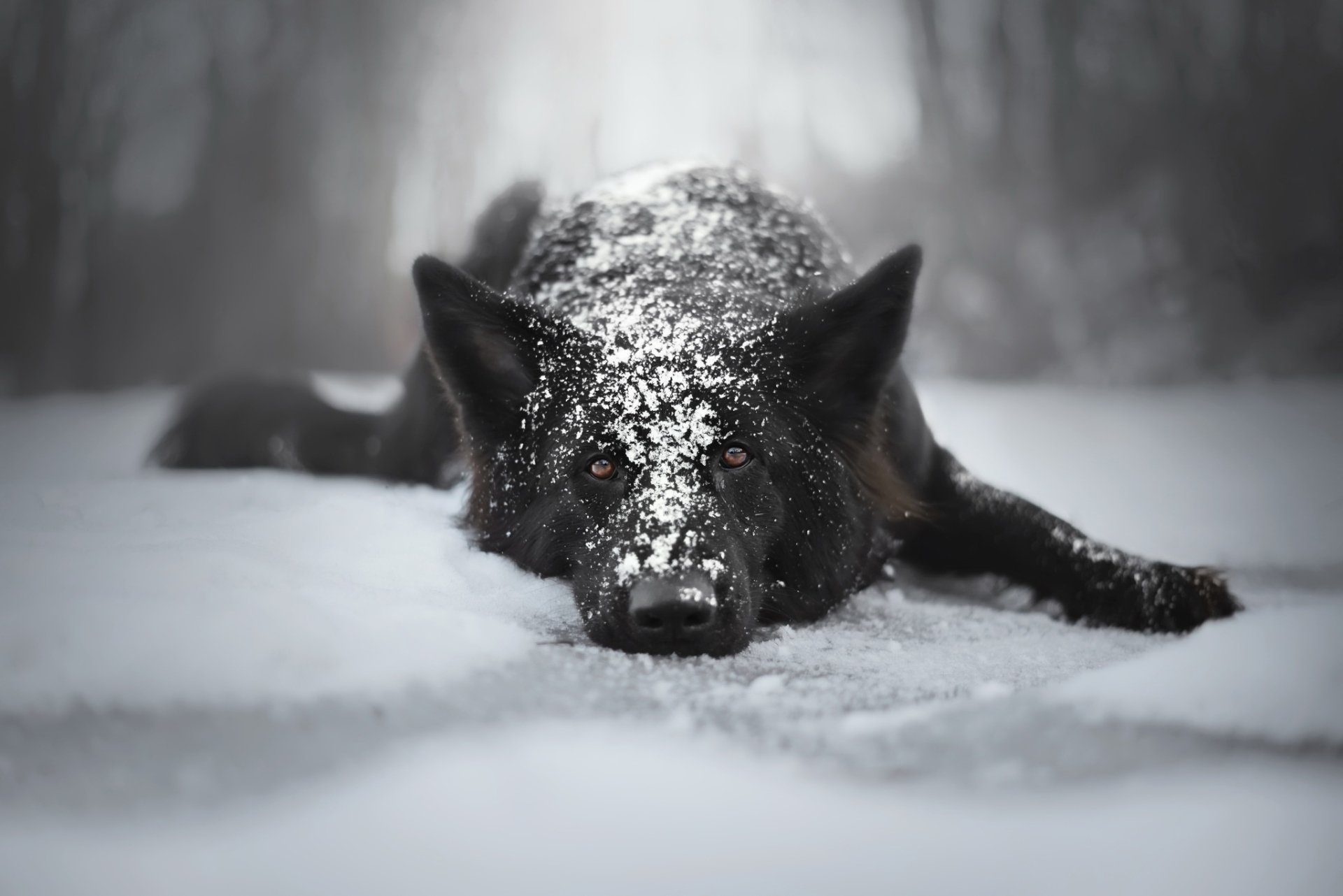 A black German Shepherd lies in the snow with a dusting of snow on its head, set against a blurred winter background in this HD desktop wallpaper.