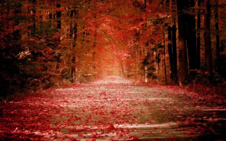 Autumn leaves covering a forest path, surrounded by trees in shades of red and orange. This nature scene is captured in HD, making it a stunning desktop wallpaper and background.