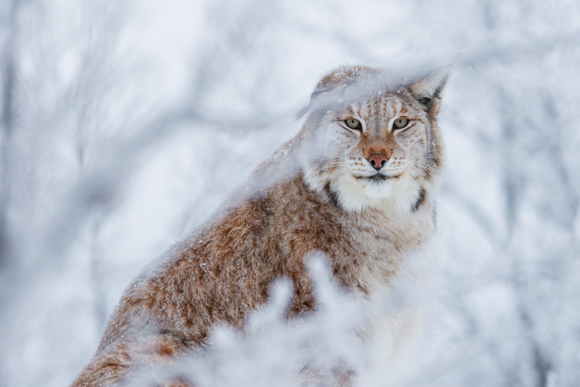 Download Winter Animal Lynx HD Wallpaper