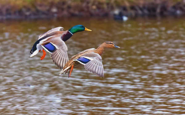 HD desktop wallpaper featuring a pair of mallard ducks in mid-flight above a calm water surface, showcasing vibrant animal colors and natural detail.