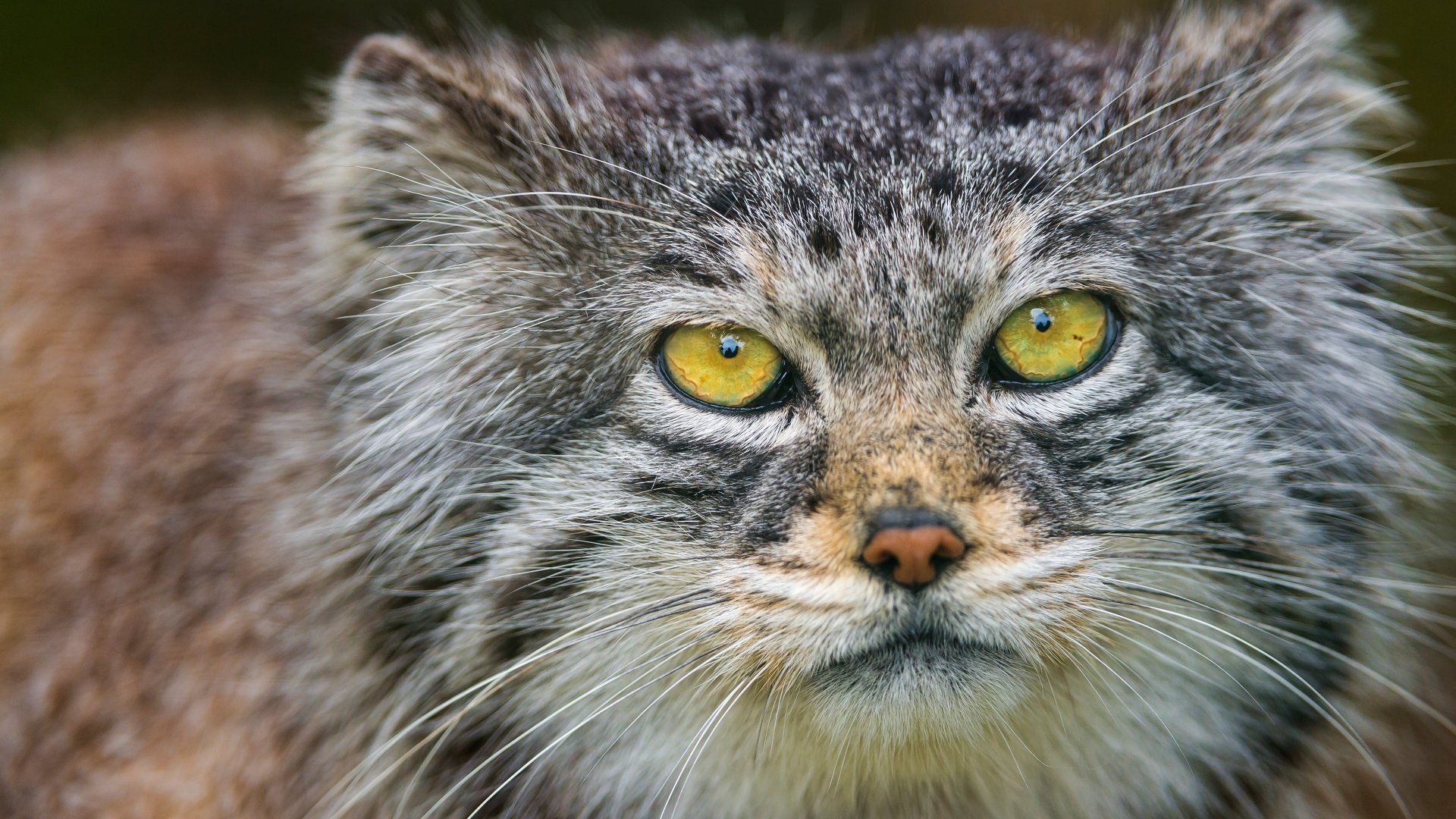Download Cat Animal Pallas's Cat 4k Ultra HD Wallpaper