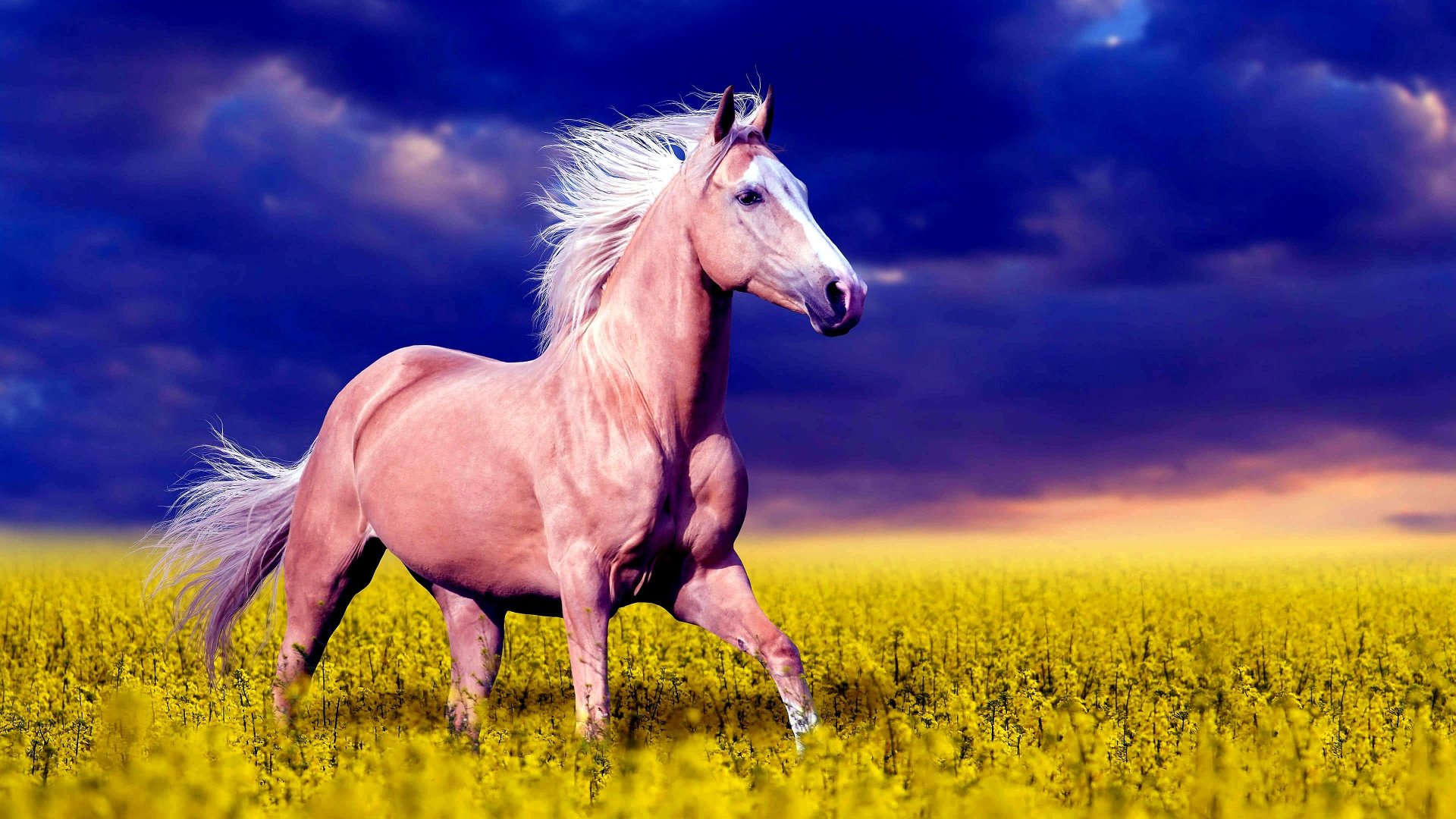 Download Canola Field Palomino Animal Horse 4k Ultra HD Wallpaper