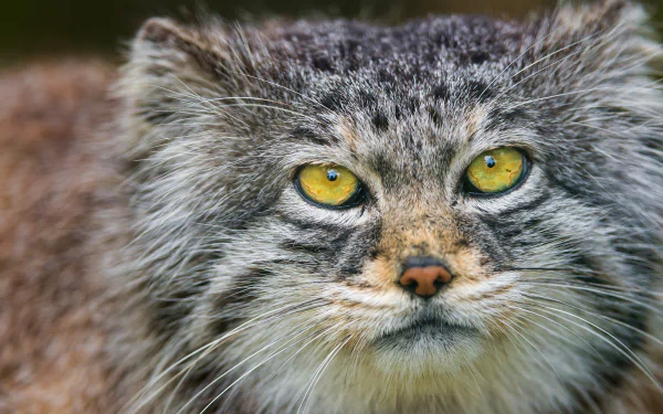 cat Animal pallas's cat HD Desktop Wallpaper | Background Image