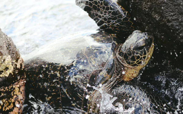 Animal turtle HD Desktop Wallpaper | Background Image