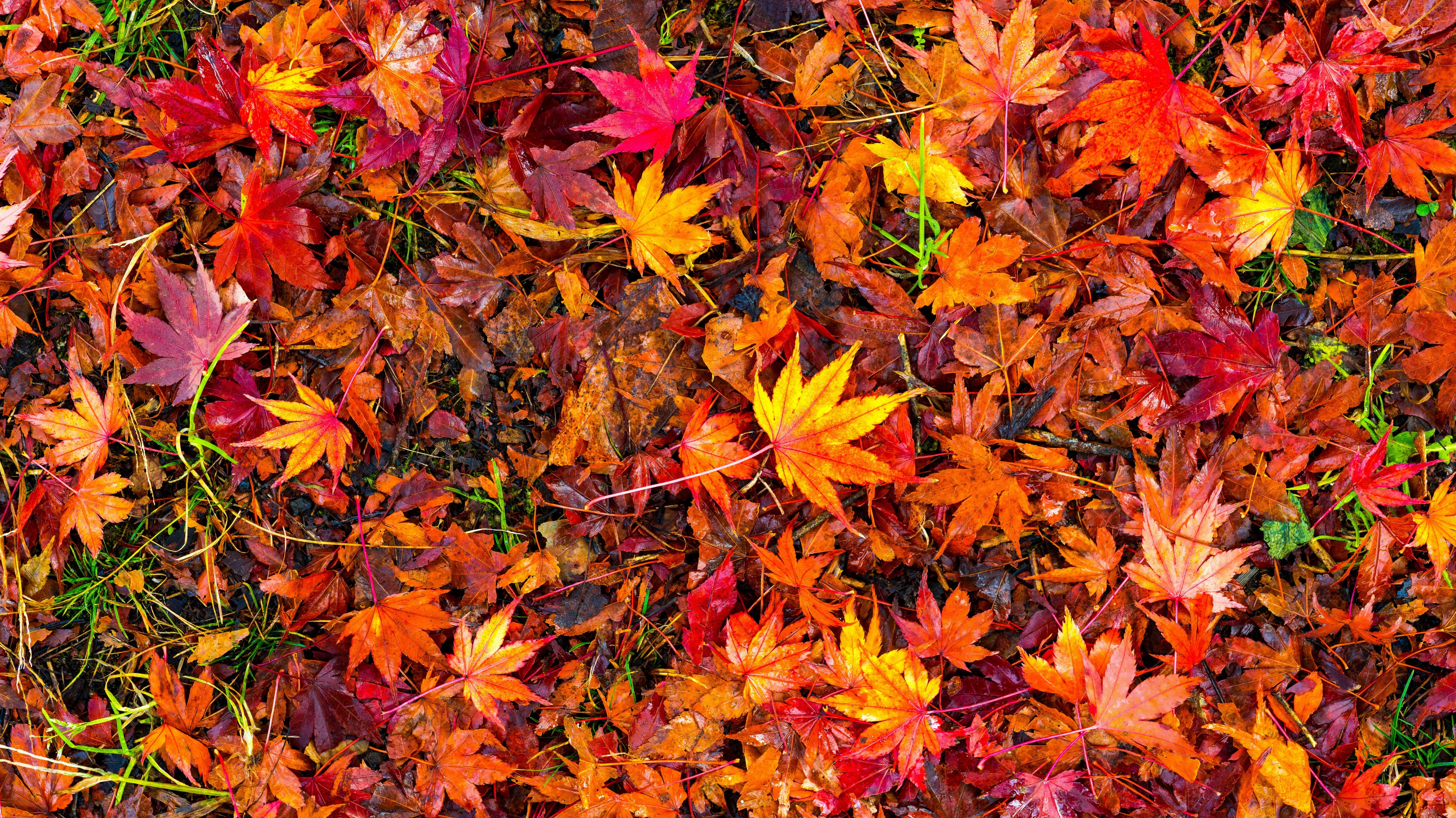 Autumn Leaves 5k Retina Ultra Hd Wallpaper Background Image