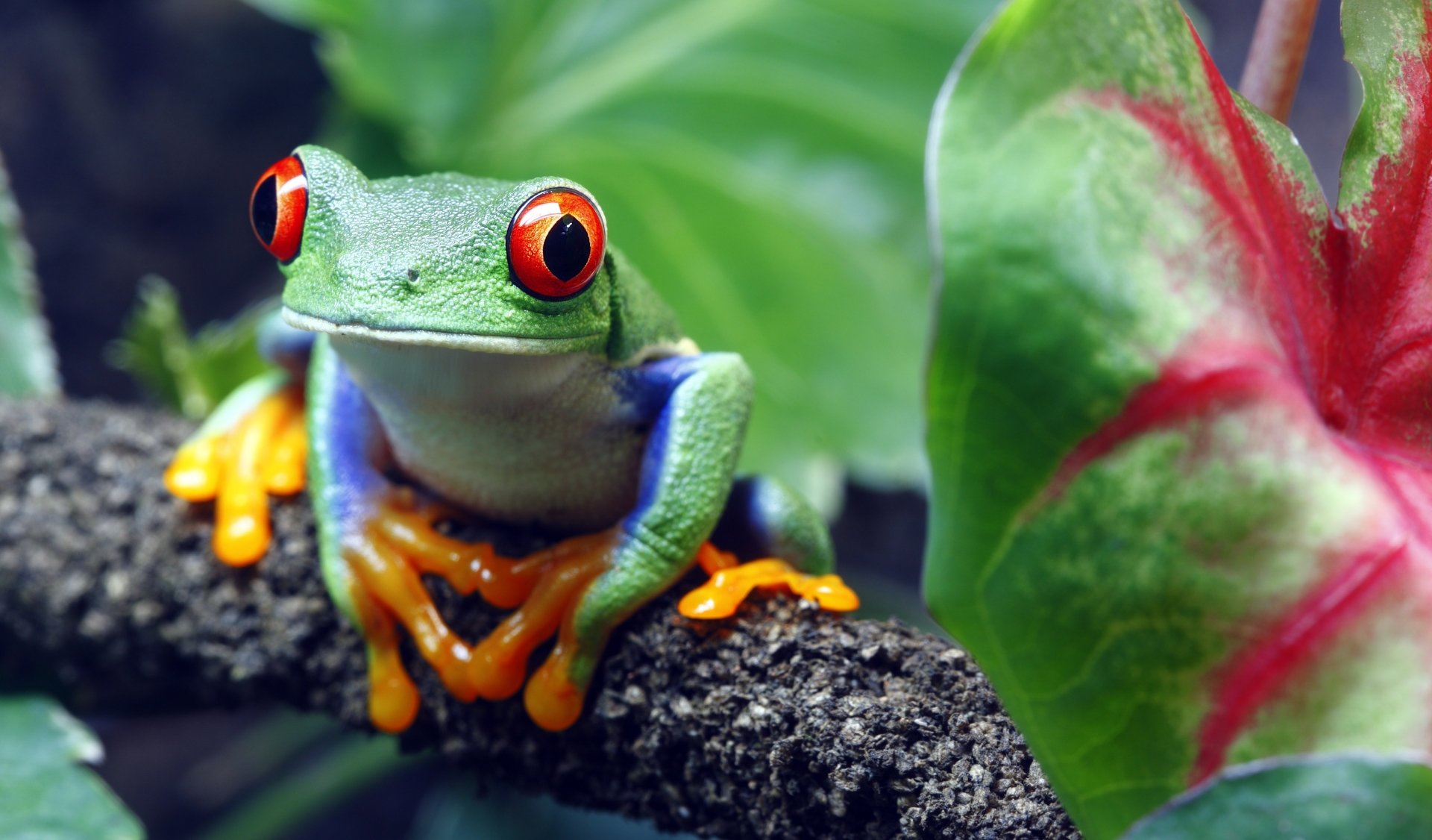 Download Amphibian Frog Red-eyed Tree Frog Animal Red Eyed Tree Frog  4k Ultra HD Wallpaper