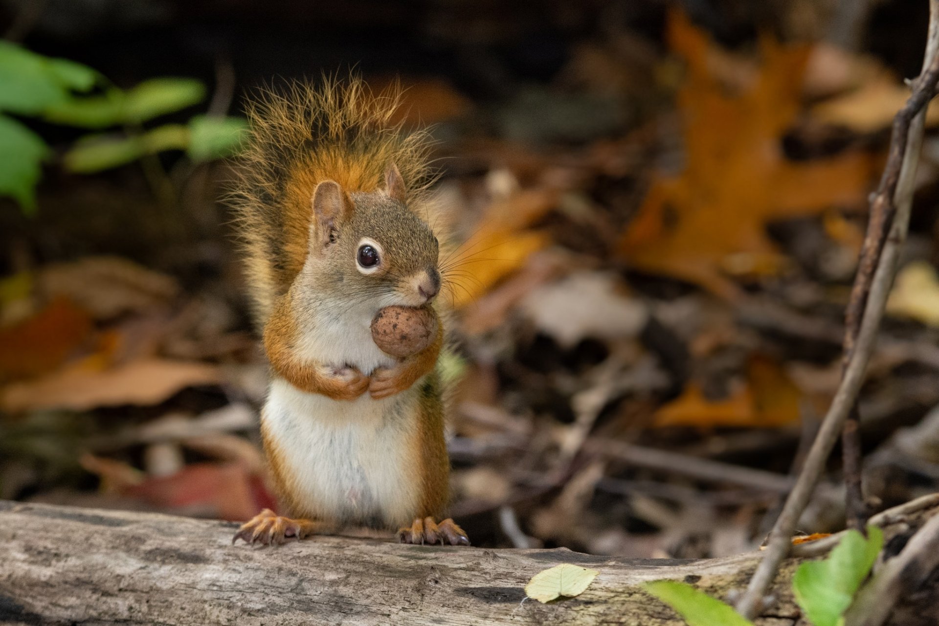 HD desktop wallpaper featuring a close-up of a squirrel rodent holding an acorn amidst autumn leaves in a natural forest setting.