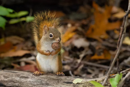 HD desktop wallpaper featuring a close-up of a squirrel rodent holding an acorn amidst autumn leaves in a natural forest setting.