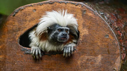  Cotton-Topped Tamarin