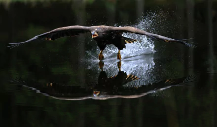 HD desktop wallpaper showing an eagle skimming water in flight, creating a stunning reflection and splash effect. The calm water and dark background enhance the dramatic scene.