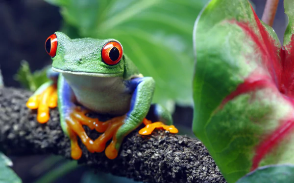 amphibian frog red-eyed tree frog Animal HD Desktop Wallpaper | Background Image