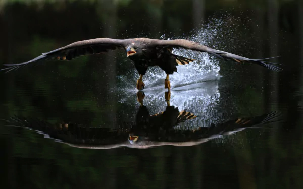 HD desktop wallpaper showing an eagle skimming water in flight, creating a stunning reflection and splash effect. The calm water and dark background enhance the dramatic scene.
