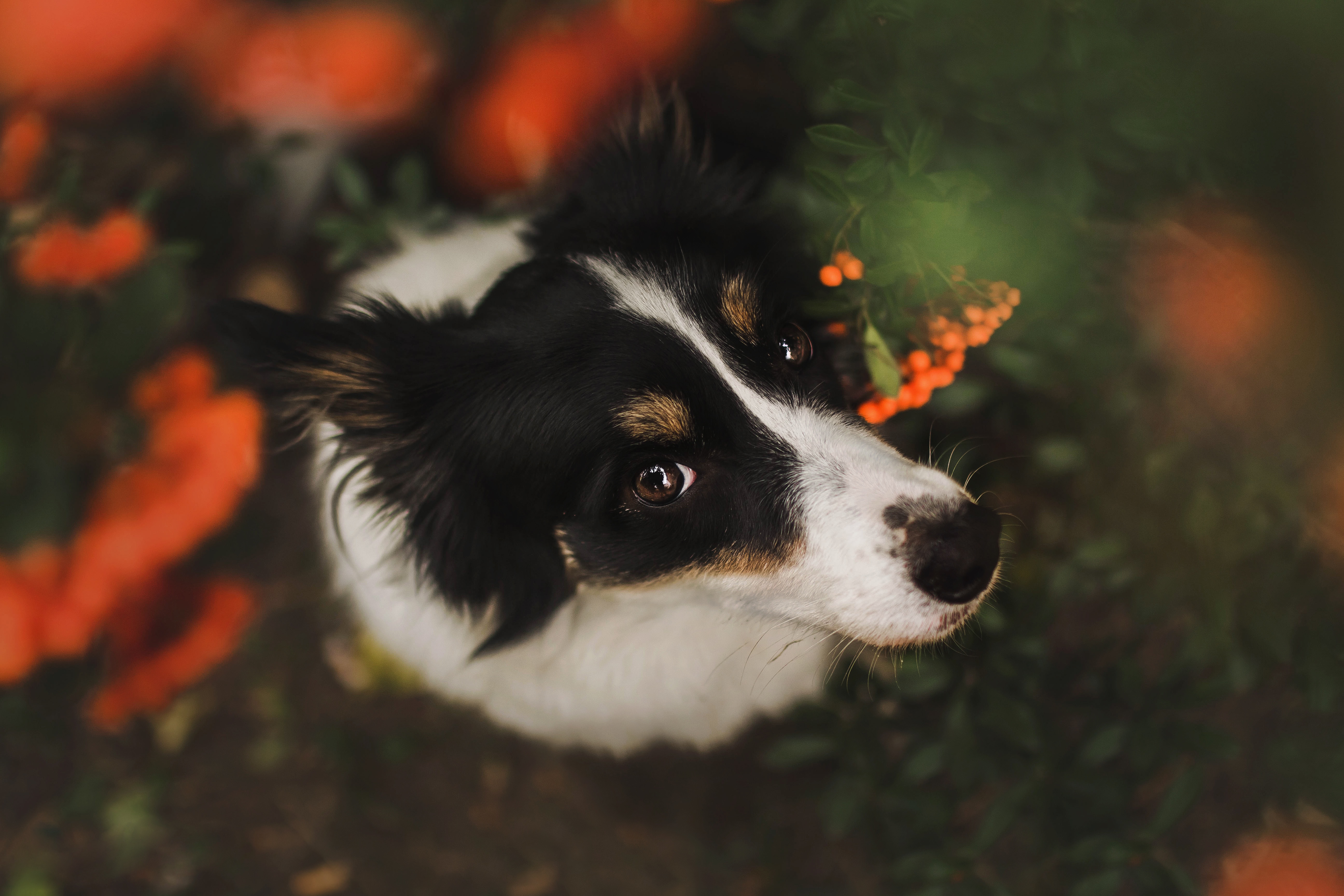 Animal Border Collie 4k Ultra HD Wallpaper