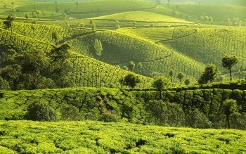 23 Tea Plantation Hd Wallpapers Background Images Wallpaper Abyss