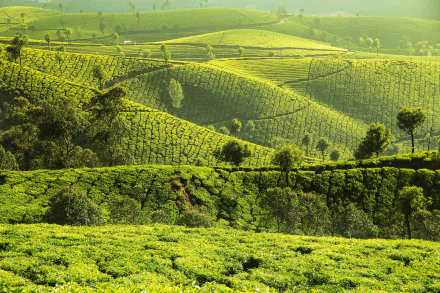 greenery nature man made tea plantation HD Desktop Wallpaper | Background Image