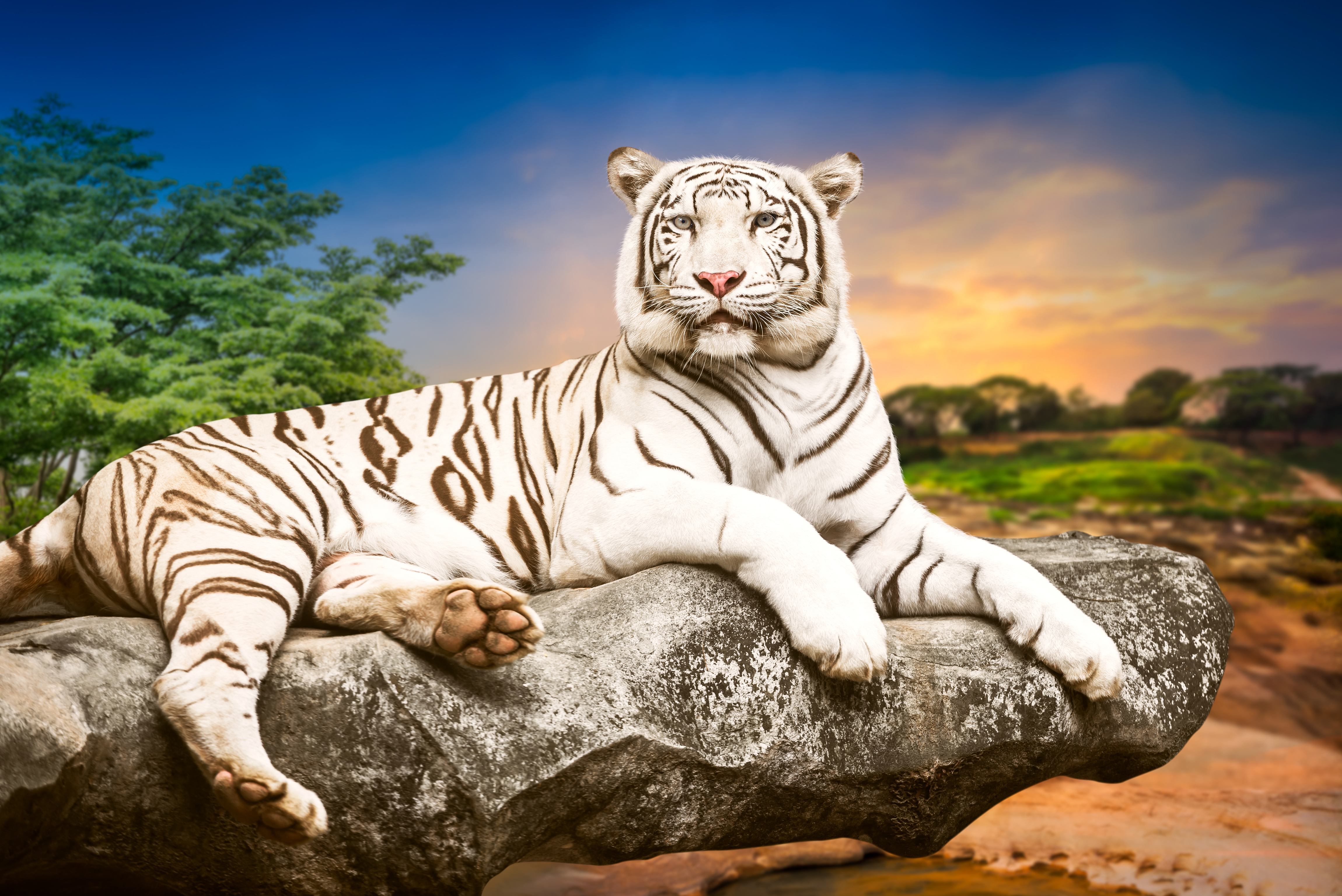 white tiger tantra torrent