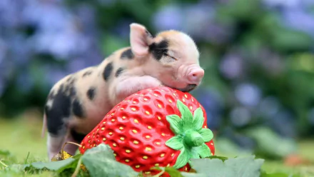 Piglet on a Strawberry