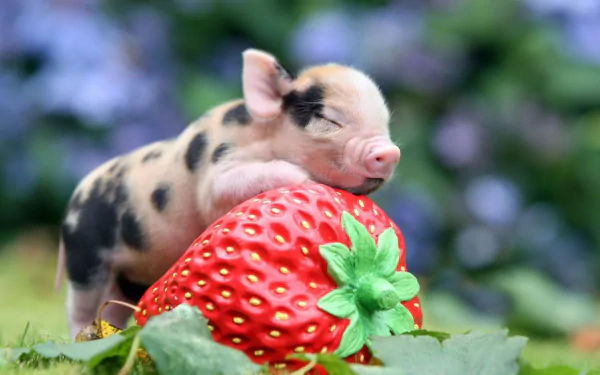 A baby piglet with black spots resting beside a large, vibrant strawberry in a natural outdoor setting, captured in HD for a desktop wallpaper background.