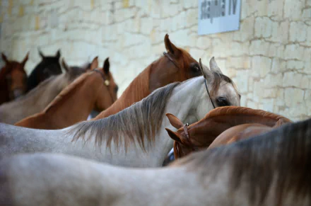 A group of Arabian horses stands close together against a textured stone wall, captured in a detailed 4K Ultra HD desktop wallpaper showcasing the beauty of these animals.